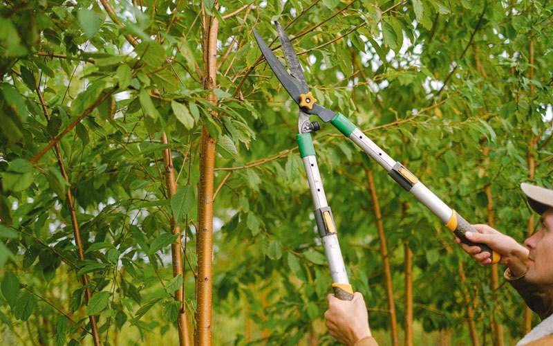 Tree trimming in Linden, IN